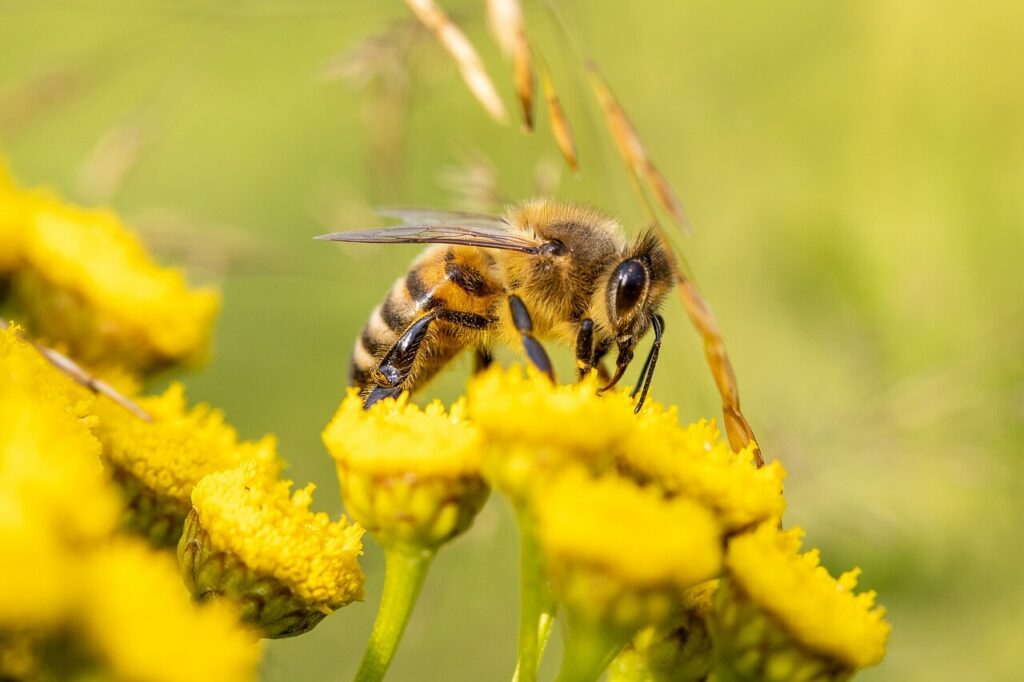 Działalność Weroniki Kumko, czyli krótko o tym, dlaczego powinniśmy dbać o pszczoły
