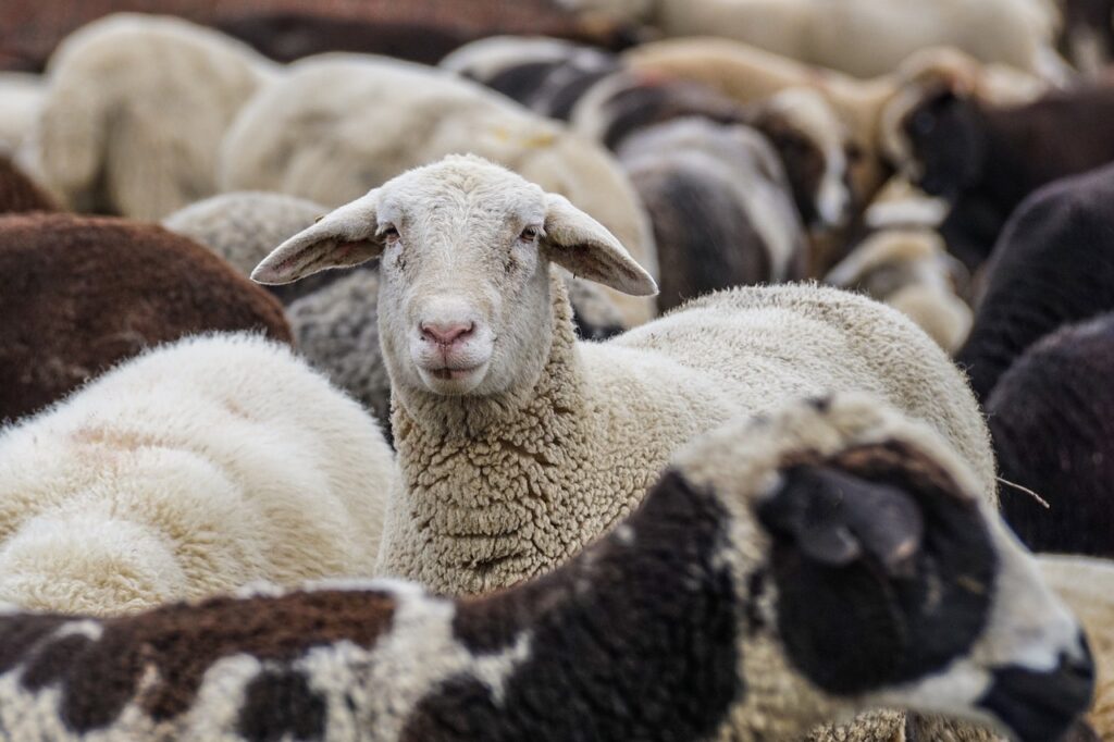 Wilki zagryzły 5 owiec w gospodarstwie rolnym w pobliżu Kłodzka