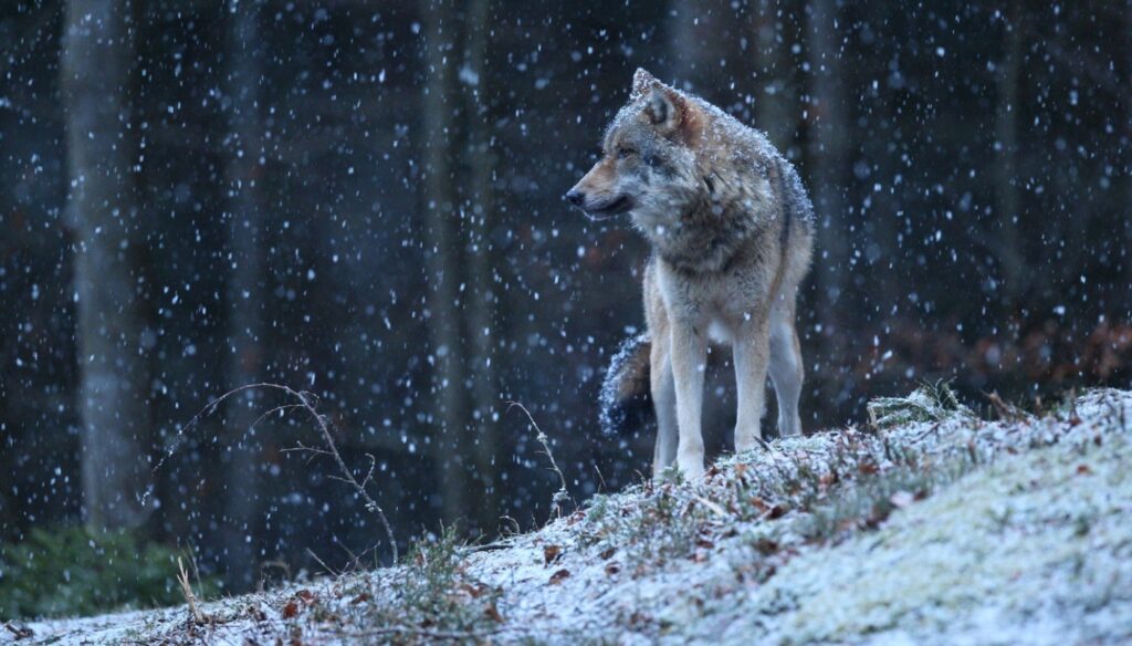 Niepokojące wiadomości z Dolnego Śląska: rosnąca agresja wilków budzi zaniepokojenie